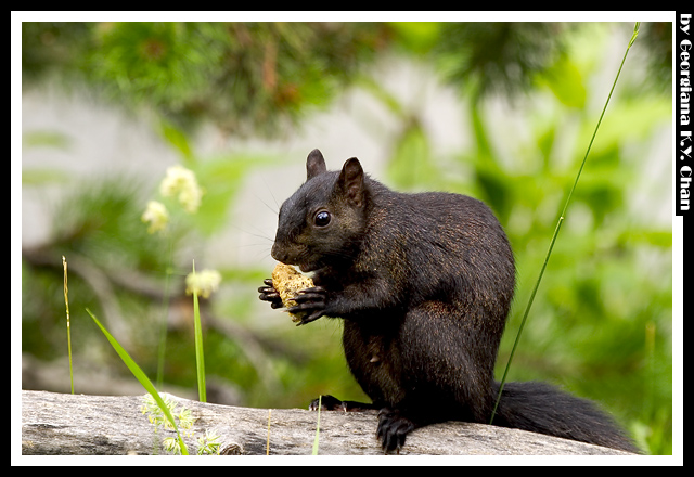 Squirrel