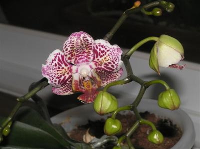 Orchid-2 April 05.JPG.JPG