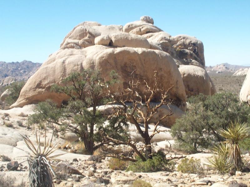 Jumbo Rocks 2