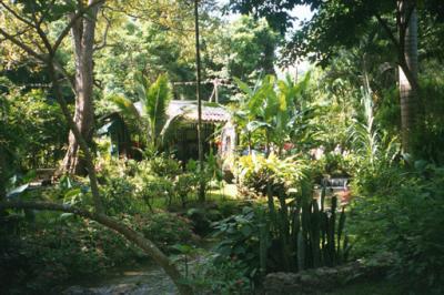 Foliage 2