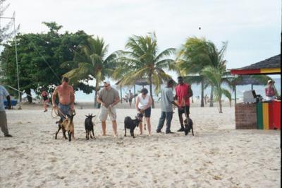 Goat races on the beach