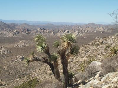 Landscape 4