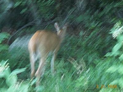 Deer butt
