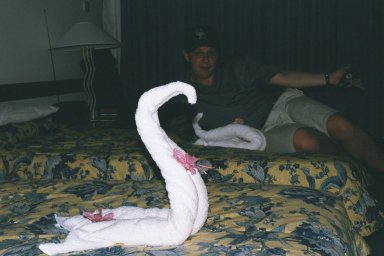 Swans in the room