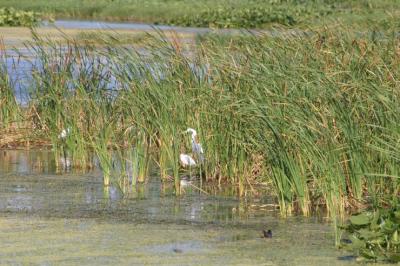 Great Egret in the STA-5 sawgrass