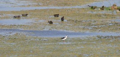 Common Morhen and a Black-Necked Stilt