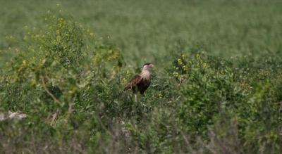 Juvenile Crested Caracara
(not acutally at STA-5 but just before the site)