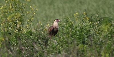 Juvenile Crested Caracara
(not acutally at STA-5 but just before the site)
