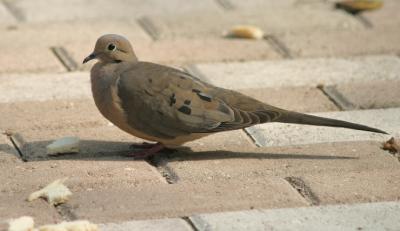 IMG_8802a.jpg