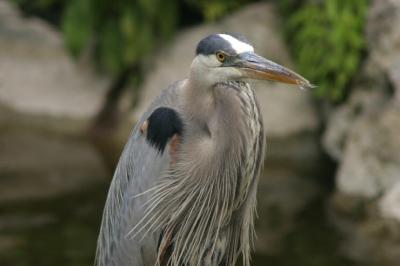 Great Blue Heron