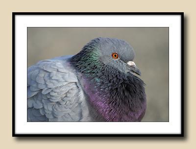 Pigeon by the Sea