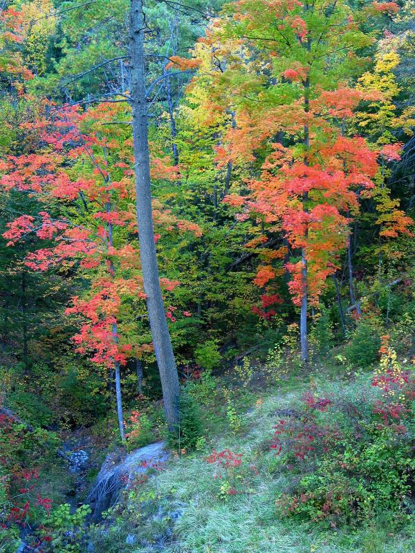 Fall colours in Gatineau.  From bridge to green.