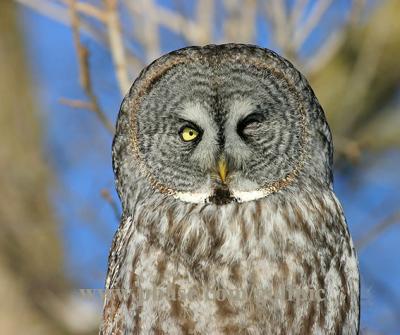 Great Gray Owl --- Wink.