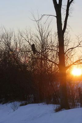 Great Gray Owl at sunset