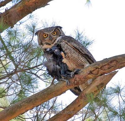 Great Horned Owl with crow