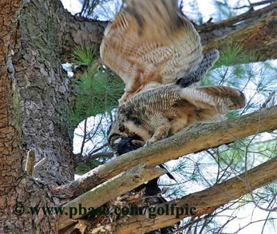 Great Horned Owl dangling crow over 2 owlets on nest