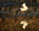 Snowy Egret taking flight in early morning light.