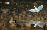 Snowy Egret