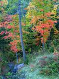 Fall colours in Gatineau.  From bridge to green.