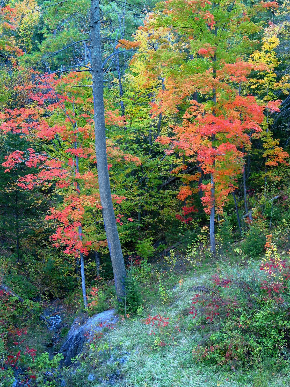 Fall colours in Gatineau.  From bridge to green.