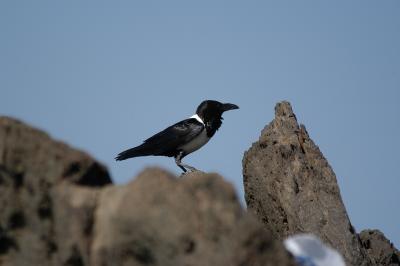 Broget krage Corvus albus