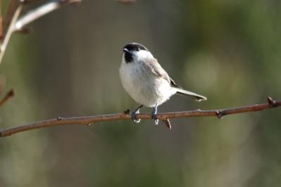 Marsh tit