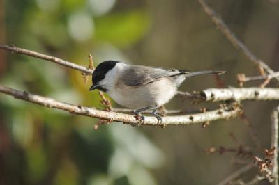 Marsh tit