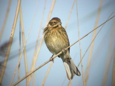 Reed Bunting