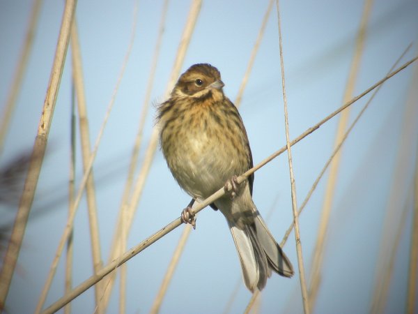 Reed Bunting