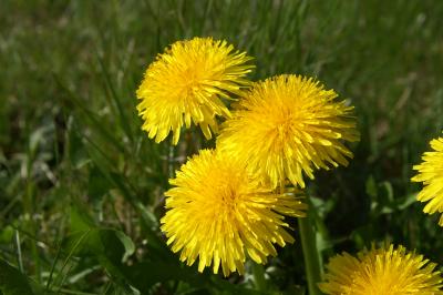 PICT0004_hnf.jpg