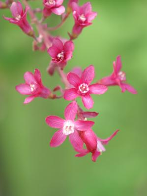 Wildflower 2.jpg