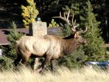 Wildlife