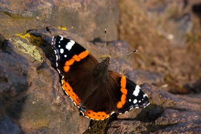Red Admiral
