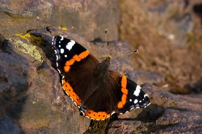 Red Admiral