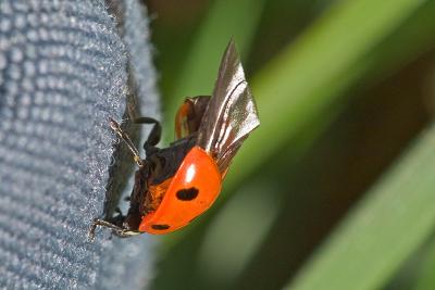 Ladybird