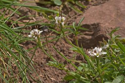 Hairy Bitter-cress