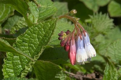 Comfrey