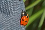 Ladybird