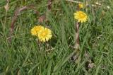Coltsfoot
