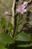 Pink Purslane