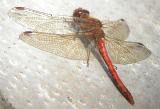 Common Darter #4