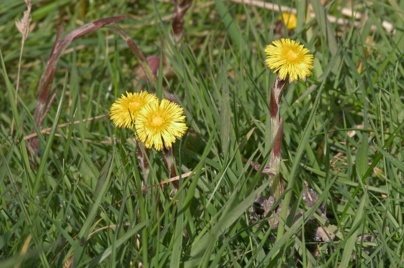 Coltsfoot