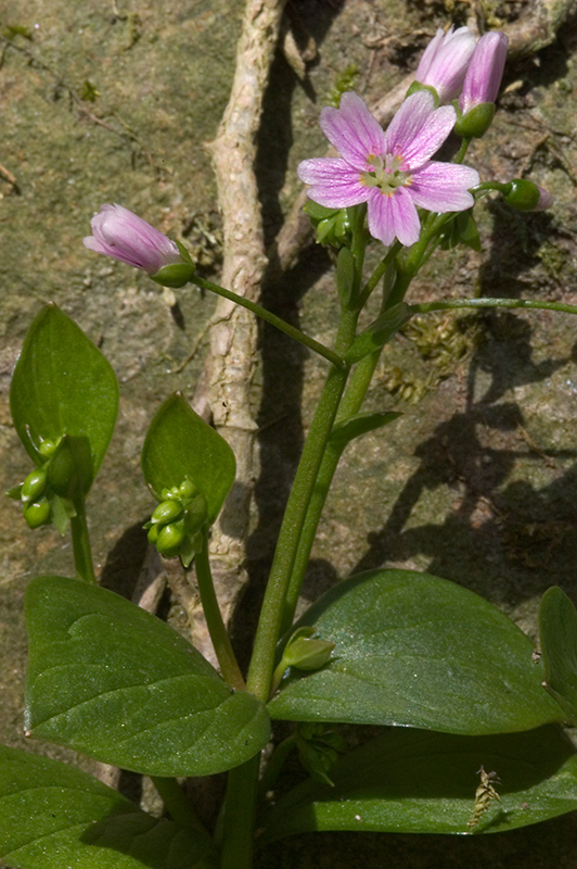 Pink Purslane