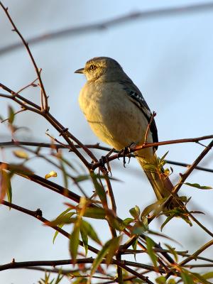 Mockingbird - Late Afternoon Glow