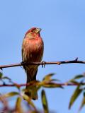 Male House Finch