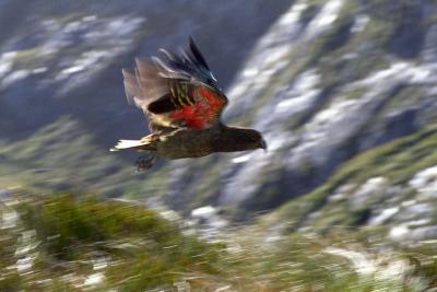 Kea in flight