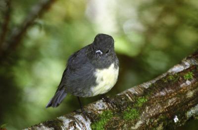 Toutouwai - native black robin