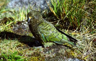 kea