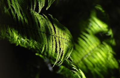 fern and light