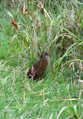 Weka, the NZ woodhen